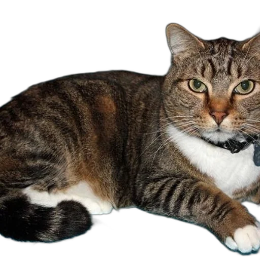 animal, staff, creature, jewelry transparent PNG cut-out