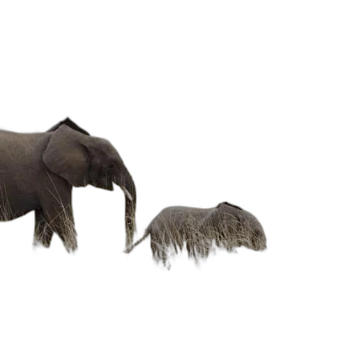 animal, creature, hair, hat transparent PNG cut-out