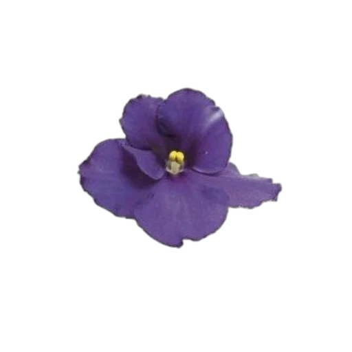 flower, hat, crown, jewelry transparent PNG cut-out