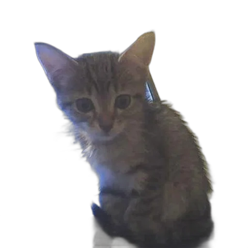 staff, animal, creature, weapon transparent PNG cut-out