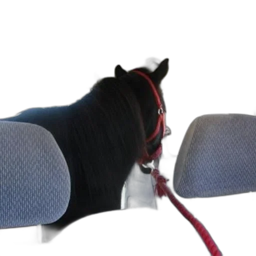 staff, hat, weapon, umbrella transparent PNG cut-out