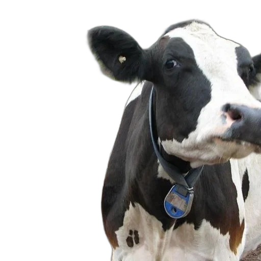 animal, black, white, cow transparent PNG cut-out