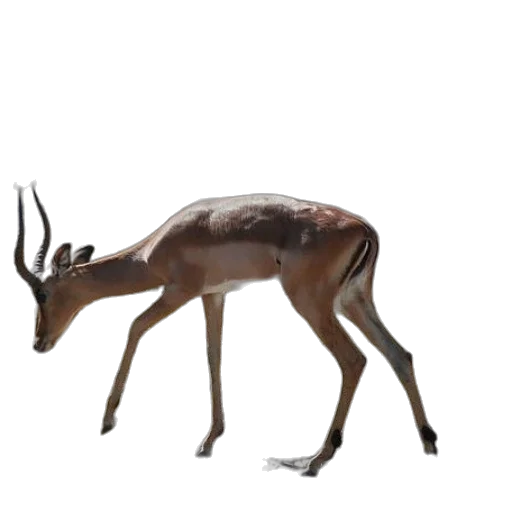 animal, creature, crown, staff transparent PNG cut-out