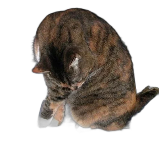 hat, animal, staff, creature transparent PNG cut-out