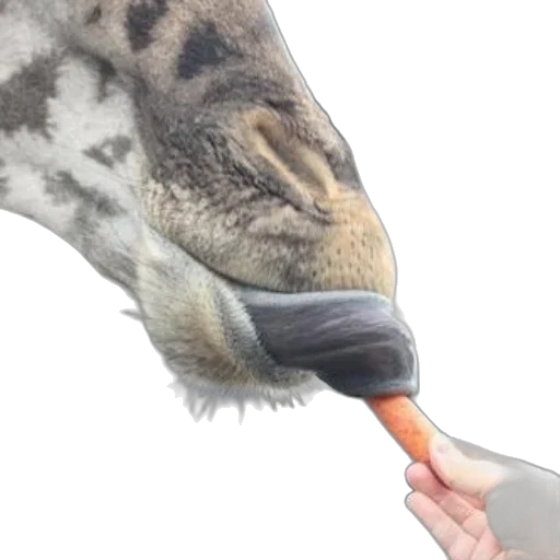 animal, creature, umbrella, staff transparent PNG cut-out