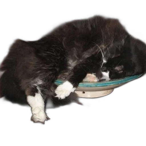 food, black, white, cat transparent PNG cut-out