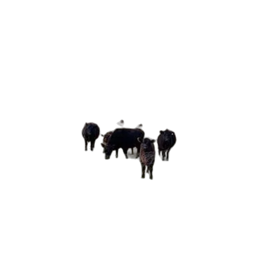 animal, furniture, jewelry, creature transparent PNG cut-out