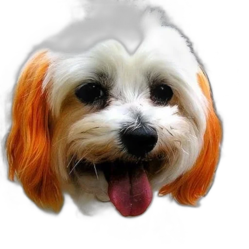 animal, hair, hat, creature transparent PNG cut-out