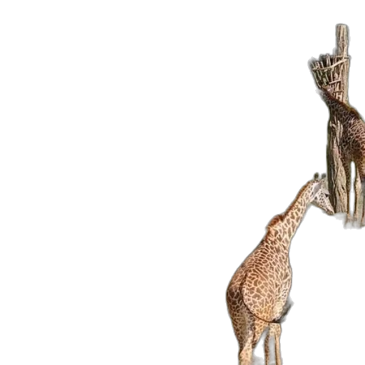 animal, crown, staff, creature transparent PNG cut-out
