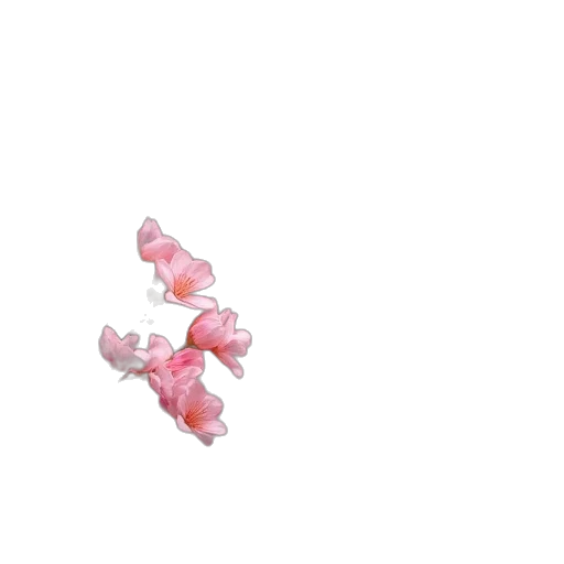 flower, jewelry, crown, hair transparent PNG cut-out