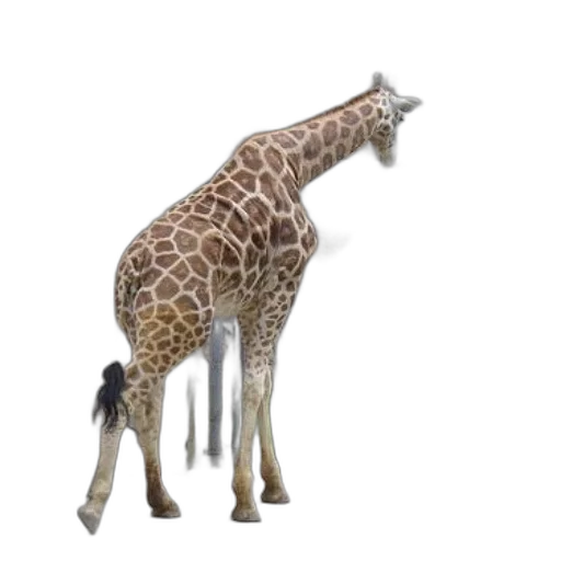 animal, creature, staff, weapon transparent PNG cut-out