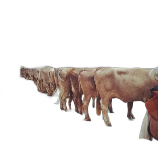 animal, food, staff, 3d render transparent PNG cut-out