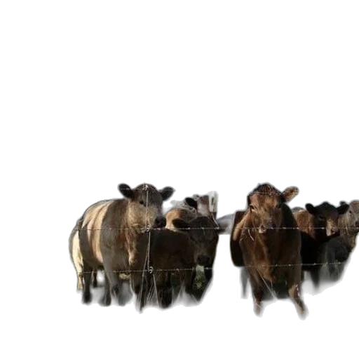 animal, 3d render, concept art, group transparent PNG cut-out