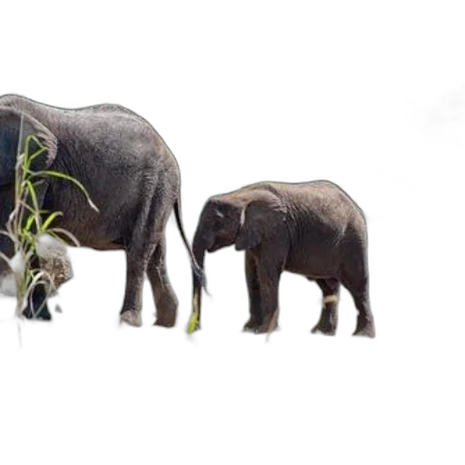 animal, concept art, photorealistic, 3d render transparent PNG cut-out