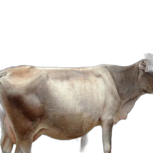 animal, creature, food, jewelry transparent PNG cut-out
