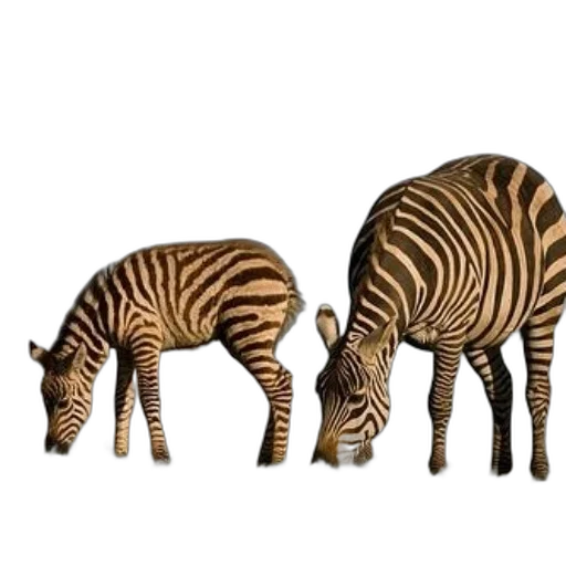 animal, creature, furniture, concept art transparent PNG cut-out