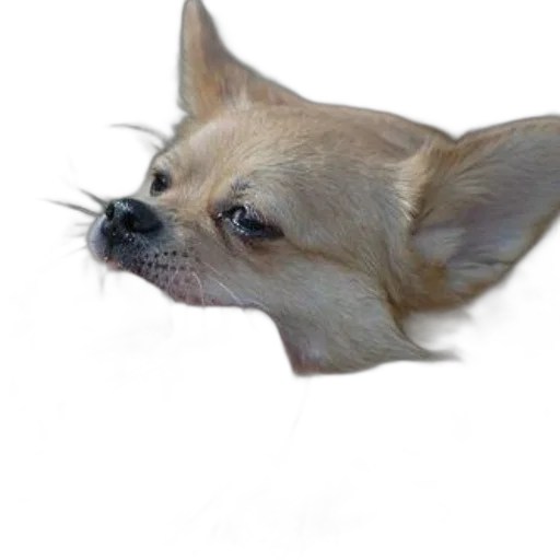 animal, creature, face, staff transparent PNG cut-out