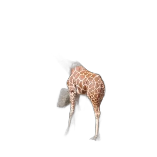 animal, creature, hat, furniture transparent PNG cut-out