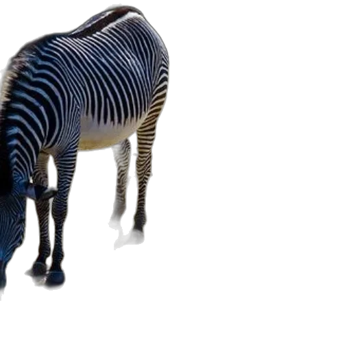 animal, creature, furniture, hat transparent PNG cut-out