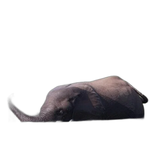 animal, hat, creature, mask transparent PNG cut-out