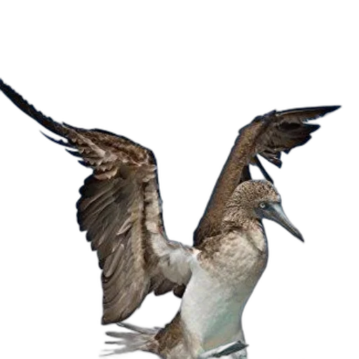 animal, staff, creature, weapon transparent PNG cut-out