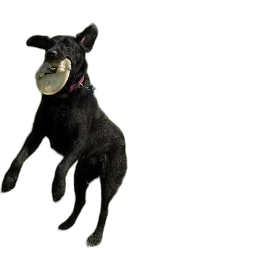 mask, animal, staff, creature transparent PNG cut-out