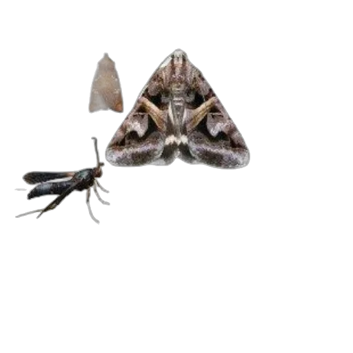 animal, creature, umbrella, face transparent PNG cut-out
