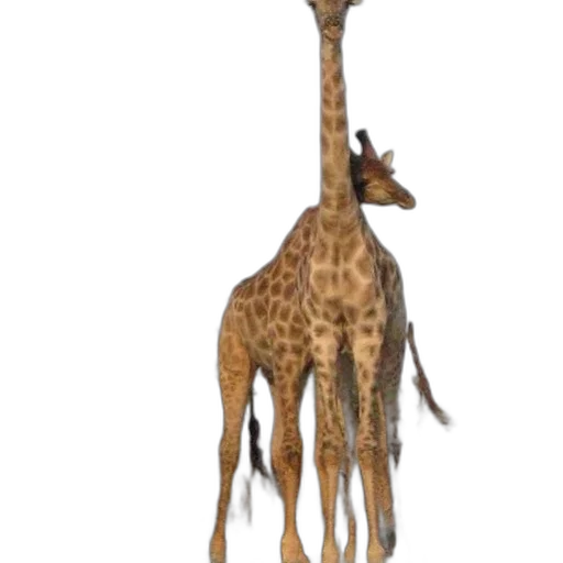 animal, creature, staff, hat transparent PNG cut-out