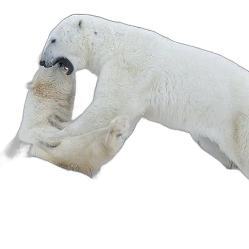animal, creature, staff, weapon transparent PNG cut-out