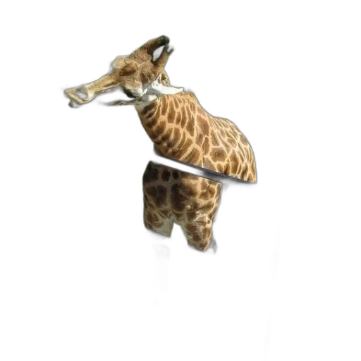 animal, creature, jewelry, furniture transparent PNG cut-out