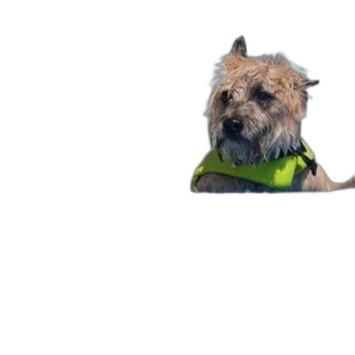animal, staff, jacket, creature transparent PNG cut-out