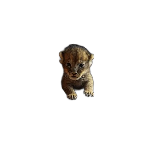 animal, creature, staff, face transparent PNG cut-out