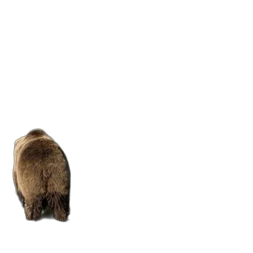 animal, creature, jacket, hat transparent PNG cut-out