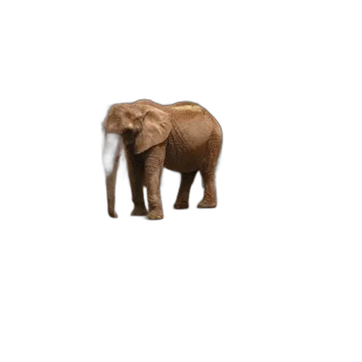 animal, creature, furniture, hat transparent PNG cut-out