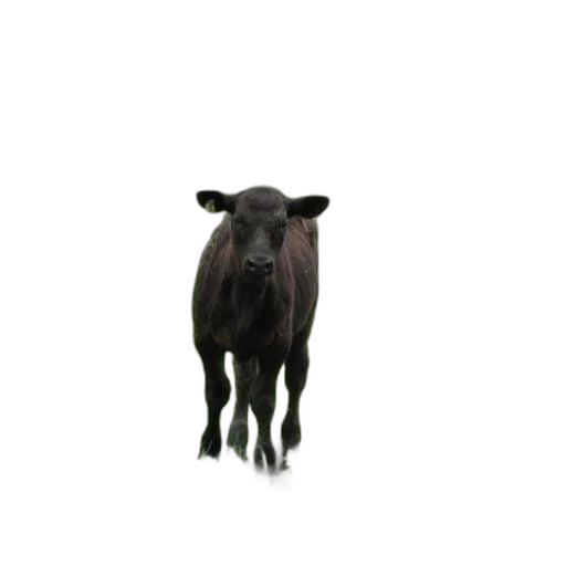 animal, creature, face, food transparent PNG cut-out
