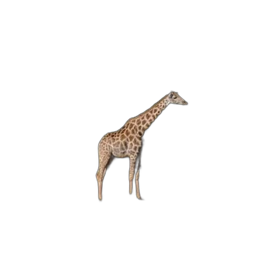 animal, creature, staff, furniture transparent PNG cut-out