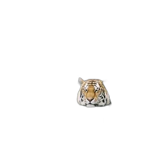 jewelry, animal, crown, food transparent PNG cut-out