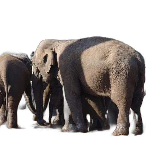animal, elephants, enclosure, trees transparent PNG cut-out
