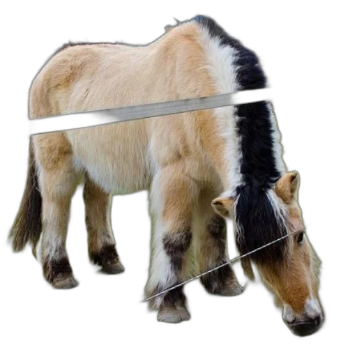 weapon, staff, animal, sword transparent PNG cut-out