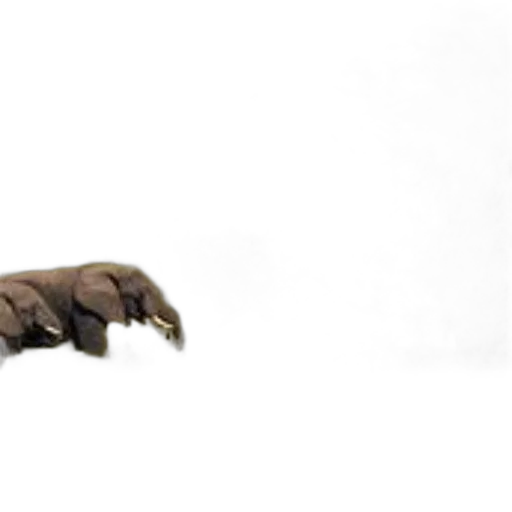 animal, hair, creature, staff transparent PNG cut-out