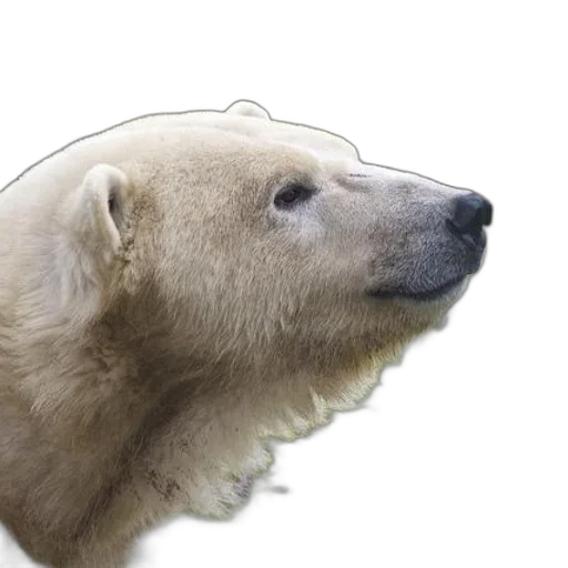 animal, creature, face, hat transparent PNG cut-out