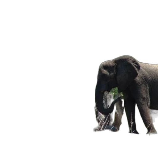 animal, creature, staff, weapon transparent PNG cut-out