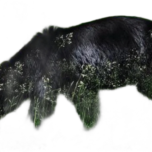 hair, animal, creature, mask transparent PNG cut-out