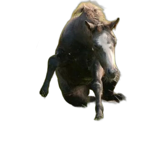 animal, creature, staff, hat transparent PNG cut-out