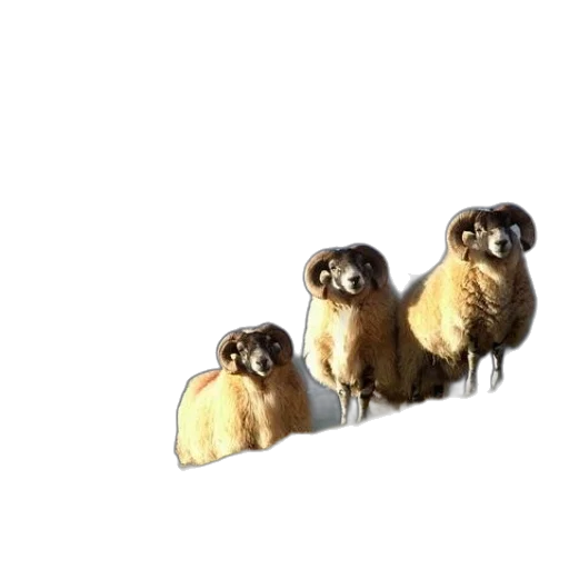 animal, jewelry, furniture, food transparent PNG cut-out