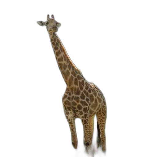 animal, creature, staff, hat transparent PNG cut-out