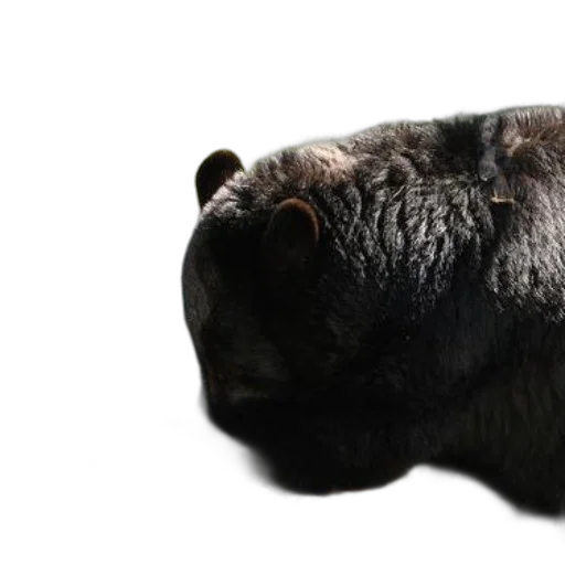 animal, face, creature, mask transparent PNG cut-out