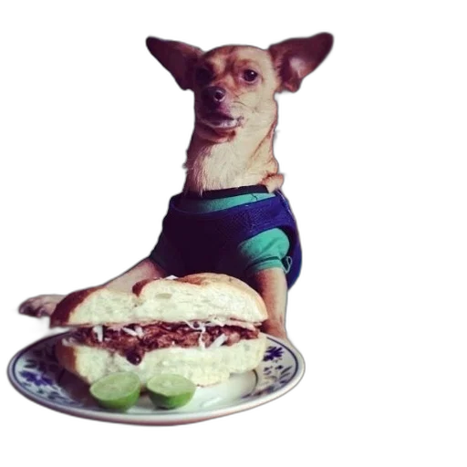 food, animal, dress, creature transparent PNG cut-out