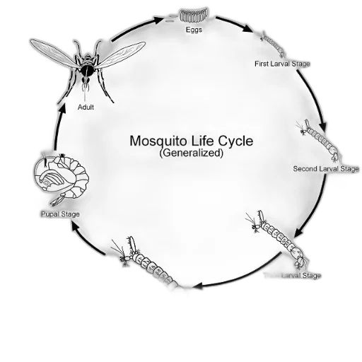 umbrella, diagram, illustrating, generalized transparent PNG cut-out