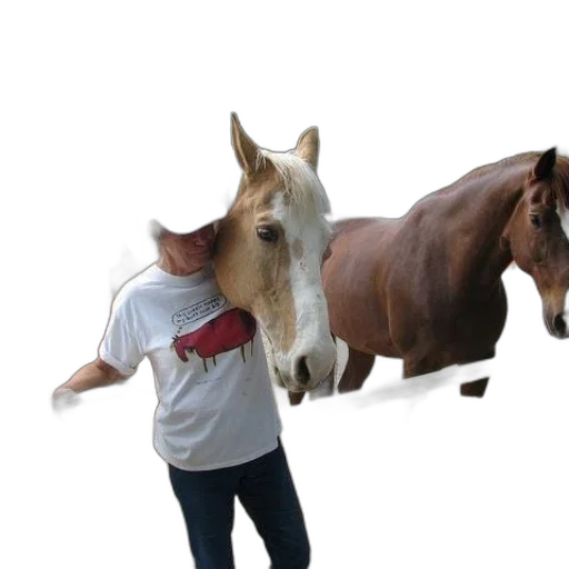 animal, hat, creature, weapon transparent PNG cut-out